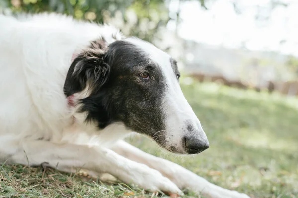 Borzoi cão posando ao ar livre — Fotografia de Stock