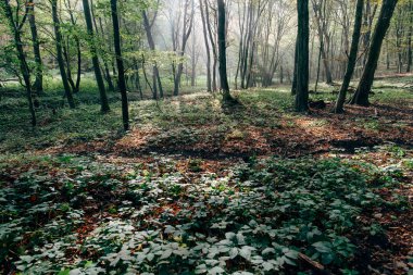 Güneş ışınları orman yoluyla