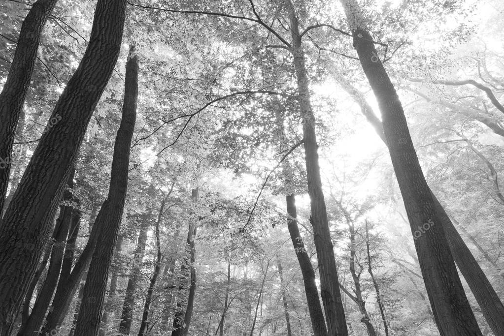 Black and white forest landscape