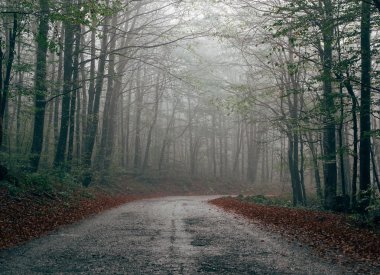 Ormanı terk edilmiş yol