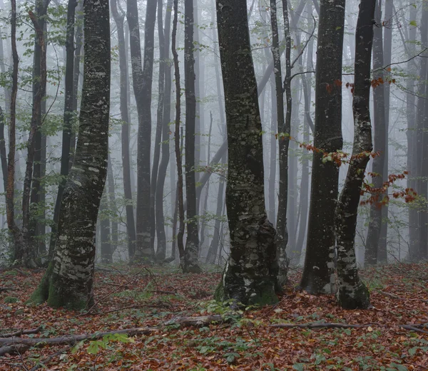 Mistige bos, ochtend in bos — Stockfoto