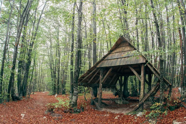 Dřevěný přístřešek v lese — Stock fotografie