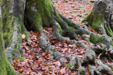 Ormanda ağaç kökleri