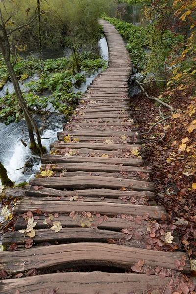 Paseo marítimo de madera en el bosque — Foto de Stock