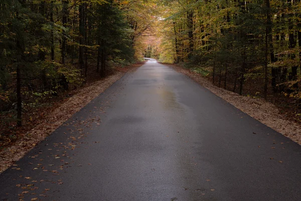 Route d'automne en forêt — Photo