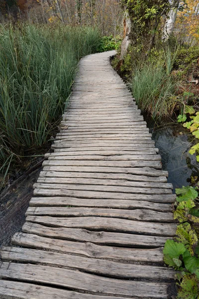 Trä strandpromenaden i skogen — Stockfoto