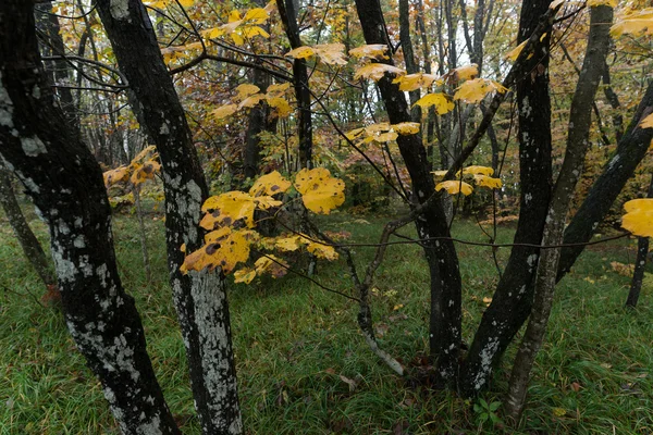 Herfst bos in Kroatië — Stockfoto