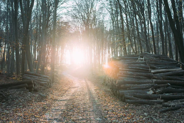 Sol através da floresta de outono — Fotografia de Stock