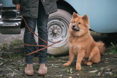 köpek sahibi ile yürüyen