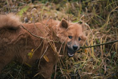 Şirin köpek dışarıda yürüyor.