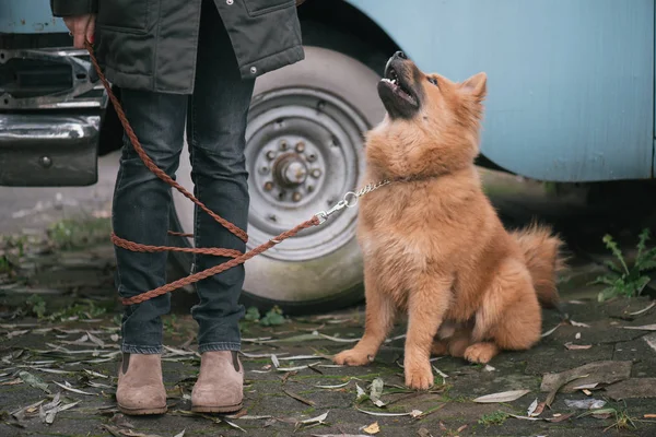 Dog walking with owner — Stock Photo, Image