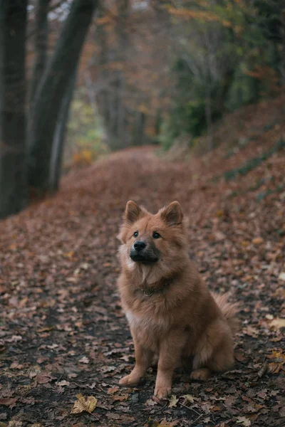 Милий собака гуляє на відкритому повітрі — стокове фото