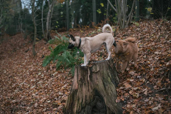 Açık yürüyüş köpekler — Stok fotoğraf