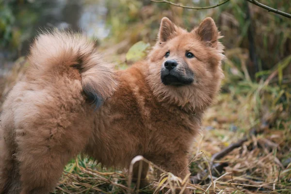 Cão andando ao ar livre — Fotografia de Stock