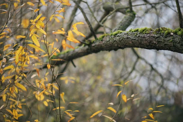 Foresta fredda in autunno — Foto Stock