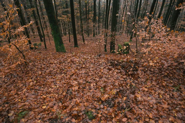 Floresta fria no outono — Fotografia de Stock