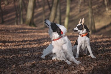 İki köpek Noel Baba kostümleri