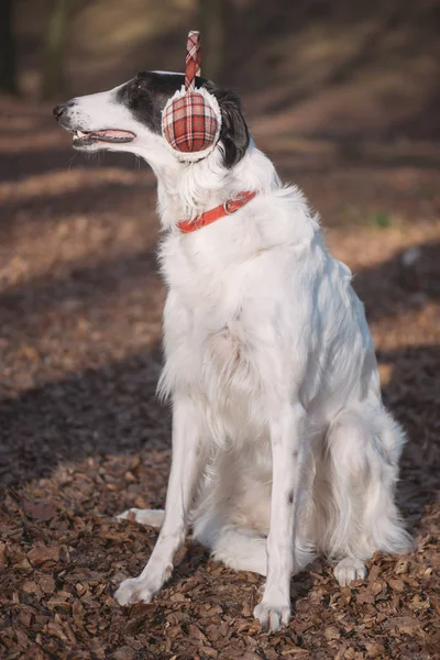 Cão de galgo bonito em earmuffs — Fotografia de Stock