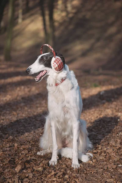 Lindo perro galgo en orejeras — Foto de Stock