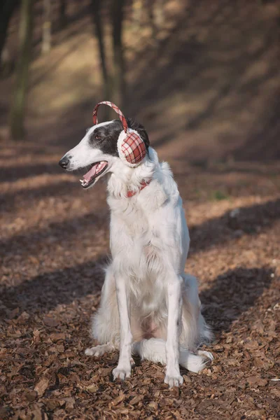 Niedlicher Windhund im Ohrenschützer — Stockfoto