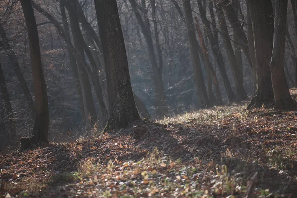 Sunny autumn forest — Stock Photo, Image