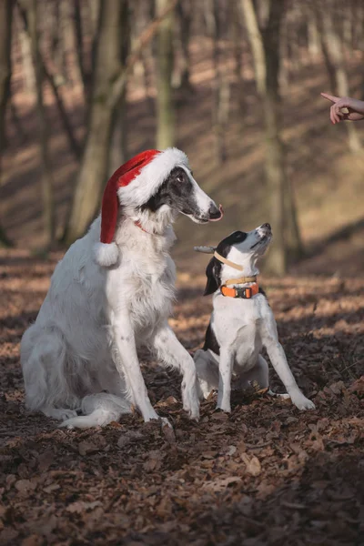 Dois cães em trajes de Pai Natal — Fotografia de Stock