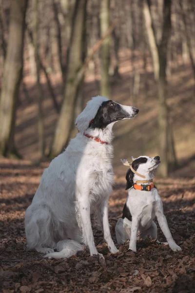 Dois cães em trajes de Pai Natal — Fotografia de Stock