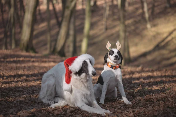 Δύο σκυλιά στο santa κοστούμια — Φωτογραφία Αρχείου
