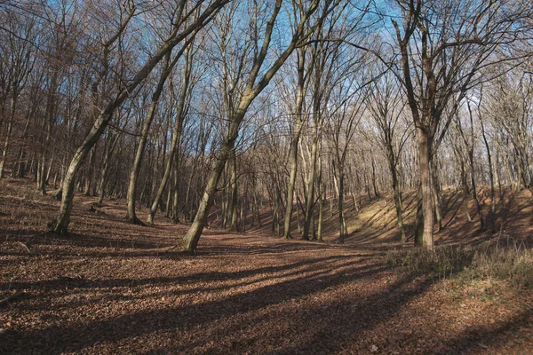 Soliga höst skog — Stockfoto