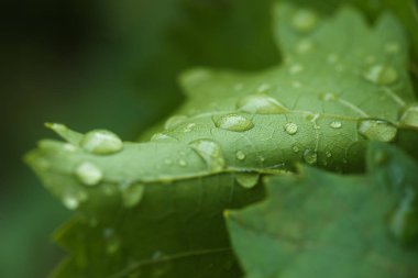 Su damlalı yeşil yaprak