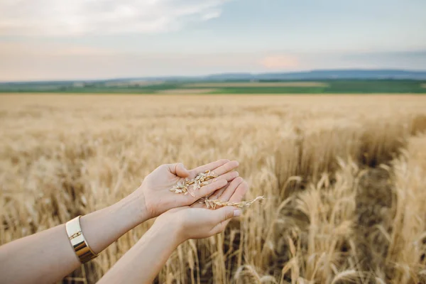 Mujer manos tocando espigas de trigo — Foto de Stock