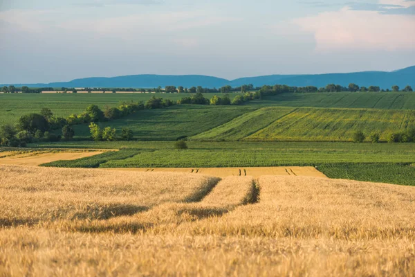 Zlaté pšeničné pole — Stock fotografie