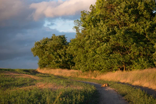 Strada di campagna con coniglio — Foto Stock