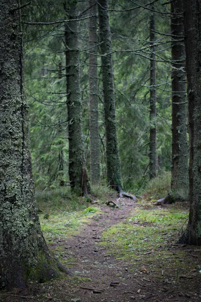 Sendero estrecho en bosque oscuro —  Fotos de Stock