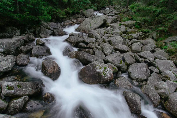 Creek na floresta — Fotografia de Stock