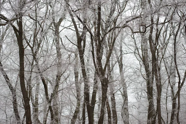 Bevroren winter bomen — Stockfoto