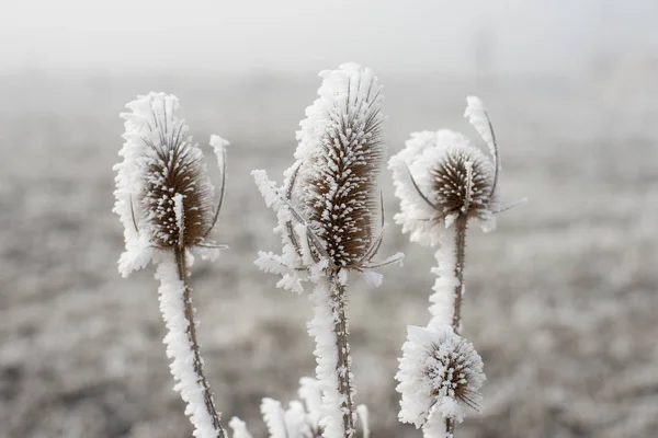 Frozen winter plants