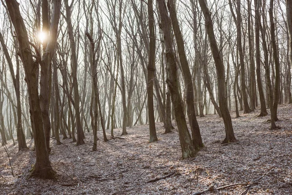 冬の森の風景、霧の森 — ストック写真