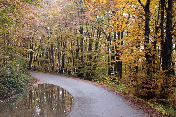 Kurvenstraße im Herbstwald, Verkehrskonzept. — Stockfoto