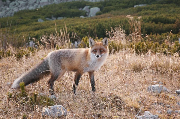 Охота на рыжую лису — стоковое фото