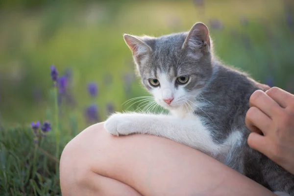 Schattige kat spinnen buiten met jong kind — Stockfoto