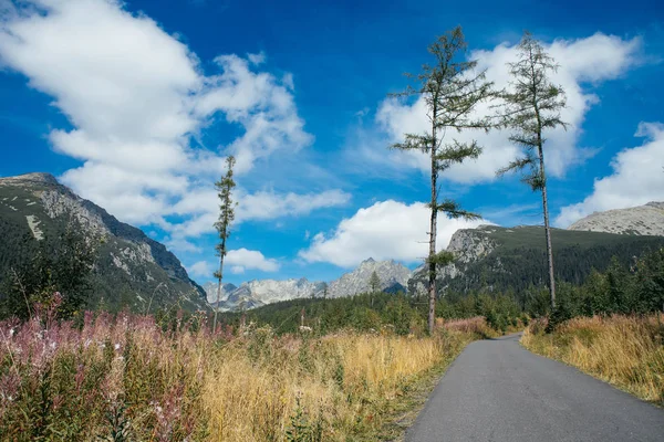 Schöne Bergwiese — Stockfoto