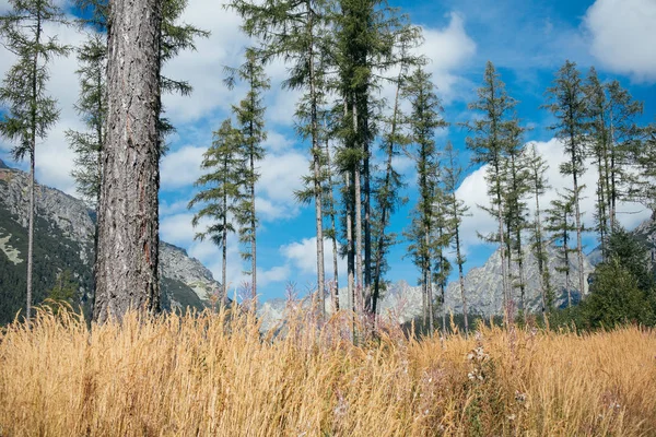 Beautiful mountain meadow — Stock Photo, Image