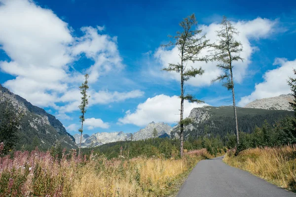 Hermoso prado de montaña — Foto de Stock