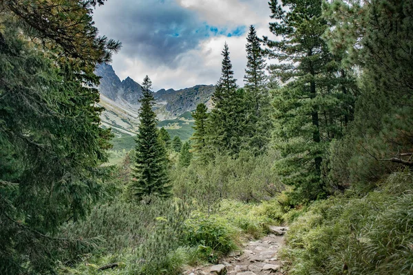 Schöner Bergwald — Stockfoto