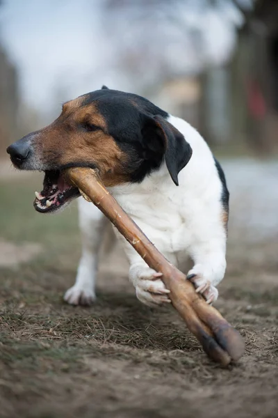 Little dog with big bone — Stock Photo, Image