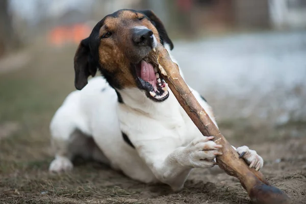 Little dog with big bone — Stock Photo, Image