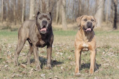 Açık duran iki Cane Corso köpek