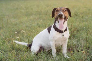Yorgun köpek açık. Sevimli terrier portre.