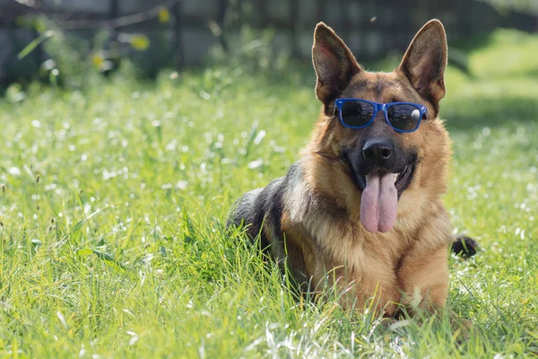 Perro pastor alemán en gafas de sol — Foto de Stock